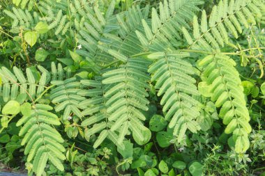 Mimosa Pigra, genellikle Fabaceae familyasından, Mimosa cinsinin bir türü olan dev duyarlı ağaç olarak bilinir.