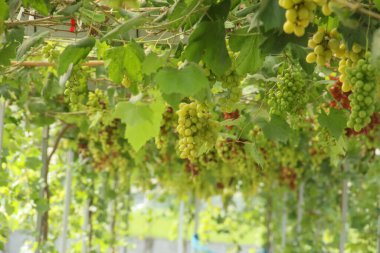 Üzüm bağı ya da Vitis Vinifera L. Ağaçta hala taze üzüm yetişiyor.