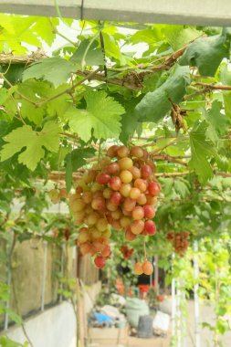 Üzüm bağı ya da Vitis Vinifera L. Ağaçta hala taze üzüm yetişiyor.