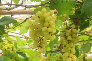 Üzüm bağı ya da Vitis Vinifera L. Ağaçta hala taze üzüm yetişiyor.