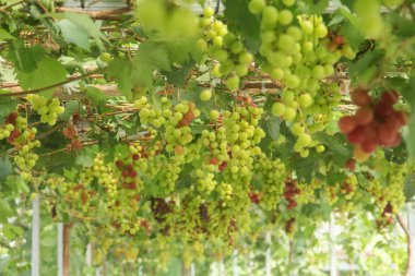 Üzüm bağı ya da Vitis Vinifera L. Ağaçta hala taze üzüm yetişiyor.