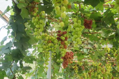 Üzüm bağı ya da Vitis Vinifera L. Ağaçta hala taze üzüm yetişiyor.