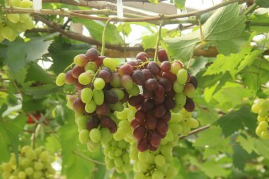 Üzüm bağı ya da Vitis Vinifera L. Ağaçta hala taze üzüm yetişiyor.