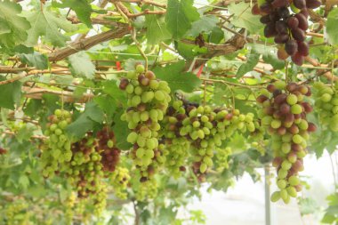 Üzüm bağı ya da Vitis Vinifera L. Ağaçta hala taze üzüm yetişiyor.