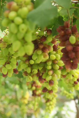 Üzüm bağı ya da Vitis Vinifera L. Ağaçta hala taze üzüm yetişiyor.