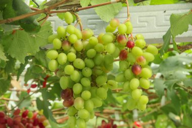 Üzüm bağı ya da Vitis Vinifera L. Ağaçta hala taze üzüm yetişiyor.