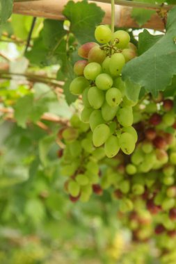 Üzüm bağı ya da Vitis Vinifera L. Ağaçta hala taze üzüm yetişiyor.