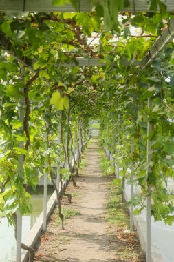 Üzüm bağı veya Vitis vinifera L ile çevrili balık havuzları, bir üzüm bağı ve balık göleti gösteren yeşil ev konsepti