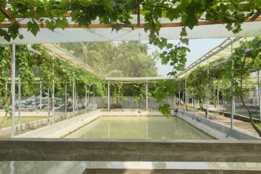 Üzüm bağı veya Vitis vinifera L ile çevrili balık havuzları, bir üzüm bağı ve balık göleti gösteren yeşil ev konsepti