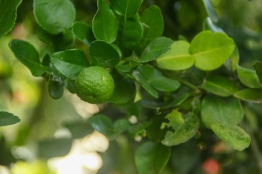 Citrus hystrix veya kaffir limonu ya da bergamot, ağaçta duran taze kaffir limon meyvesi, ve sabah güneşiyle aydınlanan