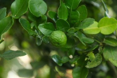Citrus hystrix veya kaffir limonu ya da bergamot, ağaçta duran taze kaffir limon meyvesi, ve sabah güneşiyle aydınlanan