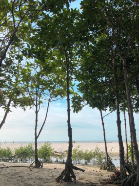 Kıyıdaki mangrov ağaçları veya Rhizophora aşınma ve büyük gelgit dalgalarının etkilerini azaltabilir