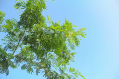Petai ağacı ya da leucaena löcocephala, gür, taze yapraklı ve mavi gökyüzüyle süslenmiş.