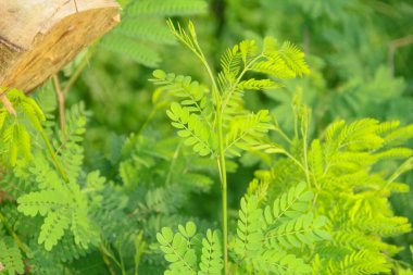 Petai ağacı ya da taze yaprakları olan Leucaena löcocephala.