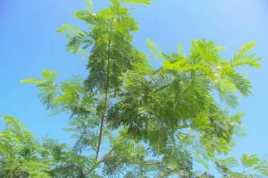 Petai ağacı ya da leucaena löcocephala, gür, taze yapraklı ve mavi gökyüzüyle süslenmiş.