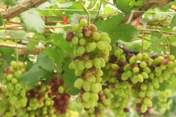 Üzüm bağı ya da Vitis Vinifera L. Ağaçta hala taze üzüm yetişiyor.