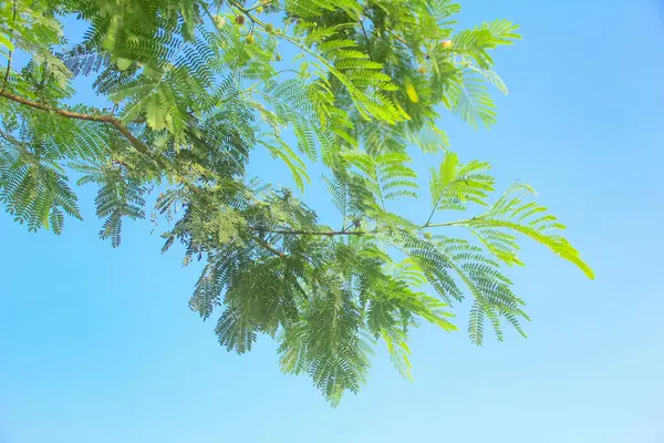 Petai ağacı ya da leucaena löcocephala, gür, taze yapraklı ve mavi gökyüzüyle süslenmiş.