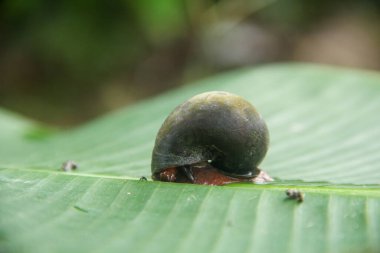 Pila ampullacea linnaeus veya pirinç tarlası salyangozu, sulu ve çamurlu alanlarda yaşayan bir salyangoz türüdür.