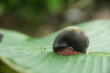 Pila ampullacea linnaeus veya pirinç tarlası salyangozu, sulu ve çamurlu alanlarda yaşayan bir salyangoz türüdür.