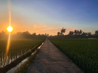 Güzel ve dingin pirinç tarlaları ve gün doğumuyla sabah rahatlatıcı bir an.
