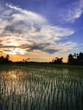 Güzel ve dingin pirinç tarlaları ve gün doğumuyla sabah rahatlatıcı bir an.