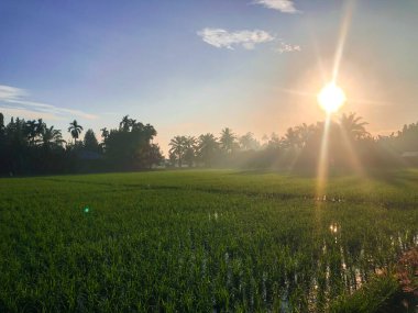 Güzel ve dingin pirinç tarlaları ve gün doğumuyla sabah rahatlatıcı bir an.