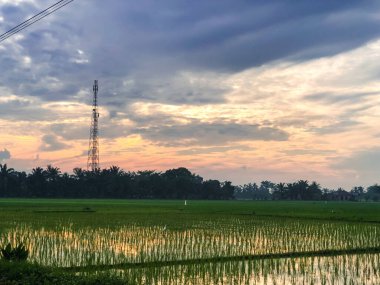 Güzel ve dingin pirinç tarlaları ve gün doğumuyla sabah rahatlatıcı bir an.