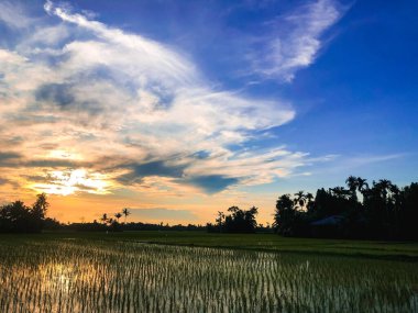 Güzel ve dingin pirinç tarlaları ve gün doğumuyla sabah rahatlatıcı bir an.