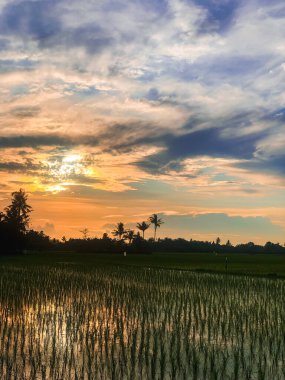 Güzel ve dingin pirinç tarlaları ve gün doğumuyla sabah rahatlatıcı bir an.