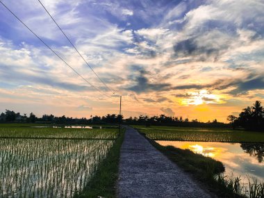 Güzel ve dingin pirinç tarlaları ve gün doğumuyla sabah rahatlatıcı bir an.