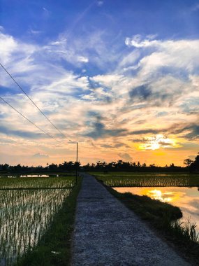 Güzel ve dingin pirinç tarlaları ve gün doğumuyla sabah rahatlatıcı bir an.