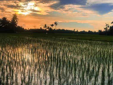 Güzel ve dingin pirinç tarlaları ve gün doğumuyla sabah rahatlatıcı bir an.