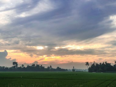 Güzel ve dingin pirinç tarlaları ve gün doğumuyla sabah rahatlatıcı bir an.