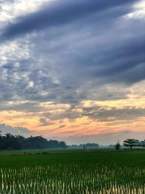 Güzel ve dingin pirinç tarlaları ve gün doğumuyla sabah rahatlatıcı bir an.