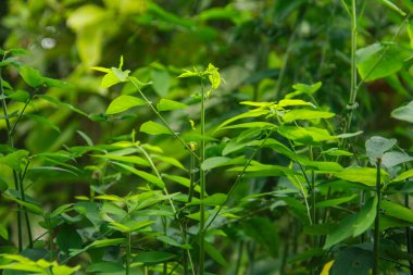 Sauropus androgynus L. Merr ve yüksek vitamin ve besin içeriği nedeniyle çoklu yeşil olarak da bilinir, Sauropus androgynus bitkisi tüketilmeye hazır yeşil yapraklar üretir.