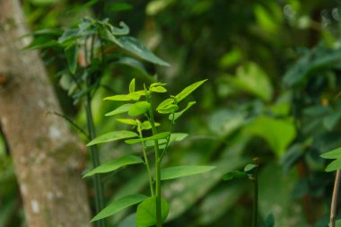 Sauropus androgynus L. Merr ve yüksek vitamin ve besin içeriği nedeniyle çoklu yeşil olarak da bilinir, Sauropus androgynus bitkisi tüketilmeye hazır yeşil yapraklar üretir.