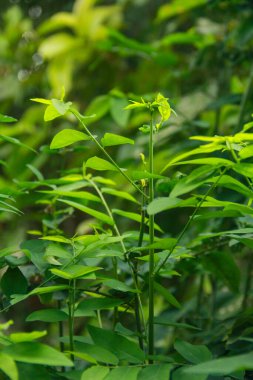 Sauropus androgynus L. Merr ve yüksek vitamin ve besin içeriği nedeniyle çoklu yeşil olarak da bilinir, Sauropus androgynus bitkisi tüketilmeye hazır yeşil yapraklar üretir.