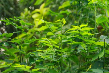 Sauropus androgynus L. Merr ve yüksek vitamin ve besin içeriği nedeniyle çoklu yeşil olarak da bilinir, Sauropus androgynus bitkisi tüketilmeye hazır yeşil yapraklar üretir.