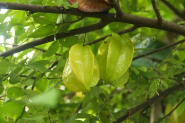 Averrhoa Carambola ya da ağaçta asılı duran ve hasat edilmeye hazır taze yıldız meyvesi.