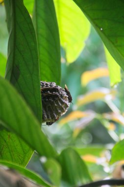 Yırtıcı eşekarısı kolonisi ya da Vespa afini ya da Ndas eşek arıları yeşil bir yaprağın üzerine yuva yapıyor.