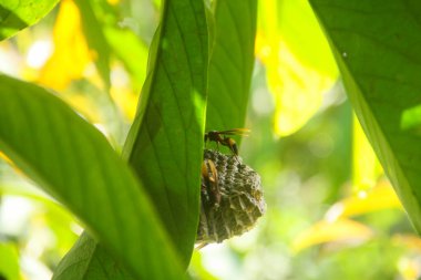 Yırtıcı eşekarısı kolonisi ya da Vespa afini ya da Ndas eşek arıları yeşil bir yaprağın üzerine yuva yapıyor.