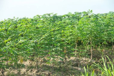 Cassava çiftçiliği ya da Manihot Esculenta, tropikal ülkelerde düzgün düzenlenmiş manyok bitkilerini, manyok tarcılığını gösteriyor.