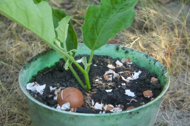 Bitkilerin etrafına serpiştirilmiş yumurta kabukları bitkileri doğal ve güvenli bir şekilde döllemek için faydalıdır.