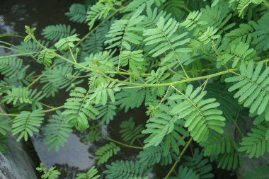 Mimosa pudica ya da hassas bitki, ince yapraklı hassas bitkiler, yapraklarını savunma amaçlı kapatırlar.
