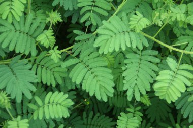 Mimosa pudica ya da hassas bitki, ince yapraklı hassas bitkiler, yapraklarını savunma amaçlı kapatırlar.