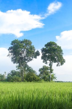Sandoricum koetjape ağacı gururla büyür ve pirinç tarlalarıyla çevrilidir.