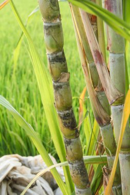 Şeker kamışı bitkileri, tropikal ülkelerdeki şeker kamışı tarlalarında yetişen ve sarı şeker kamışı saplarını gösteren