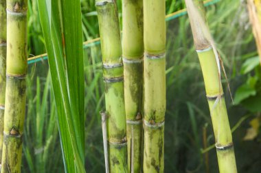 Şeker kamışı bitkileri, tropikal ülkelerdeki şeker kamışı tarlalarında yetişen ve sarı şeker kamışı saplarını gösteren