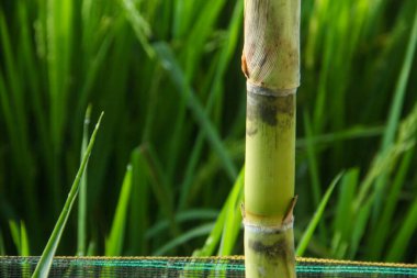 Şeker kamışı bitkileri, tropikal ülkelerdeki şeker kamışı tarlalarında yetişen ve sarı şeker kamışı saplarını gösteren