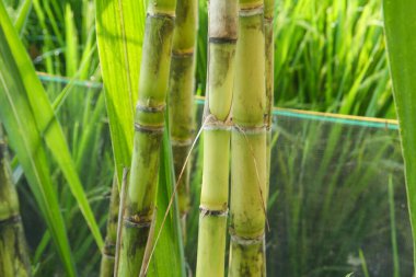 Şeker kamışı bitkileri, tropikal ülkelerdeki şeker kamışı tarlalarında yetişen ve sarı şeker kamışı saplarını gösteren